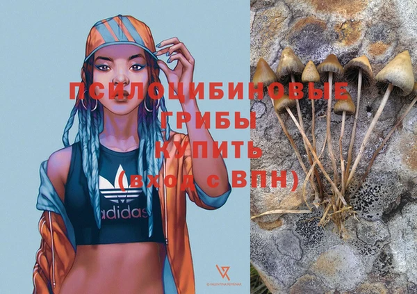 крисы Абаза
